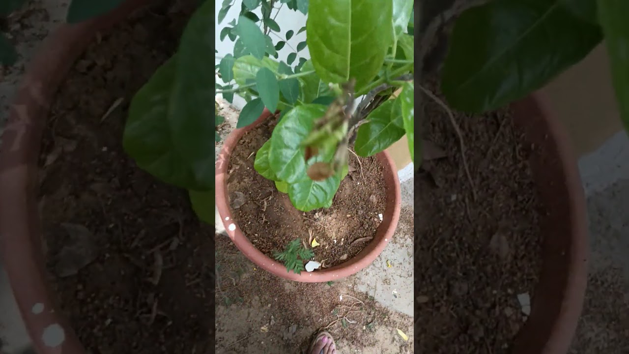 Allamanda vine | grow allamanda vine from cutting | 