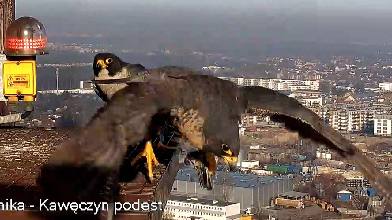 Apasz z prezentami i Czarnooka 6 03 2026 Kawęczyn sokoły wędrowne