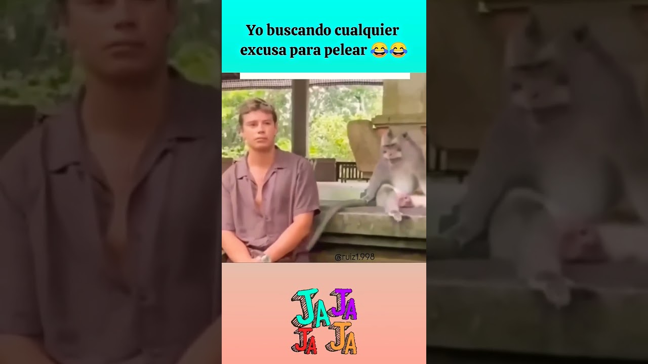 monito peleador