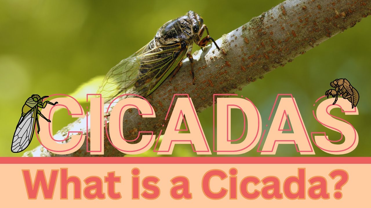 CICADAS || What are They and Why is 2024 Special?