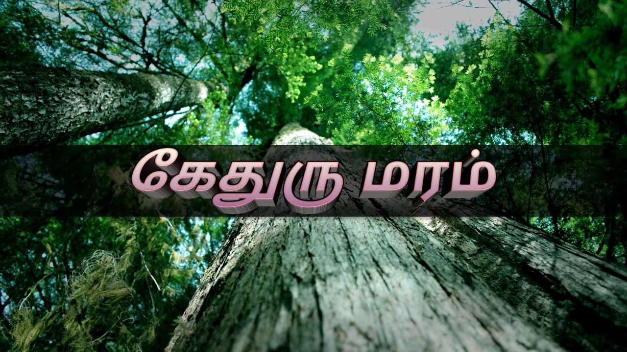 Kethru maram | Tamil Christian message | 5 minutes devotion | rev.R.Prabhu |