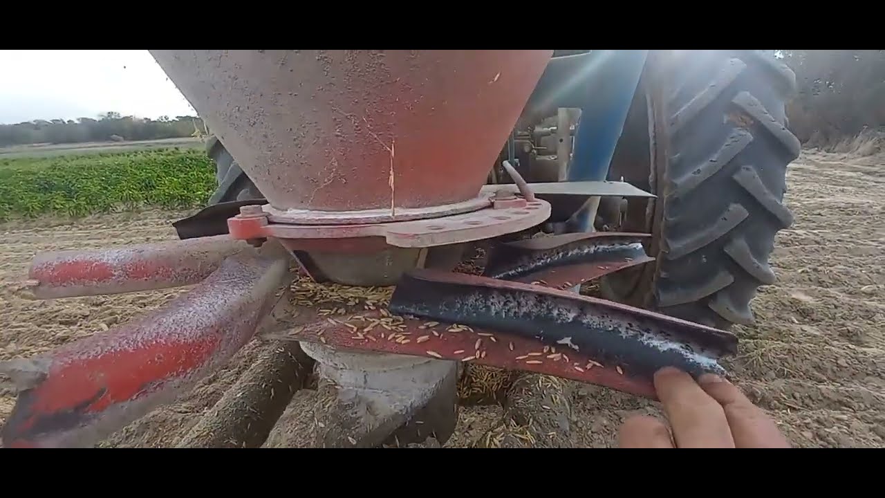 SIEMBRA DE VEZA AVENA, ABONO VERDE