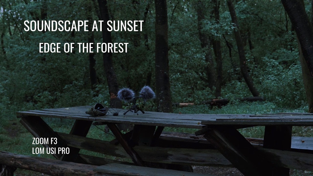 Soundscape at sunset, edge of the forest | Fieldrecording - Zoom f3 & Lom Usi mics