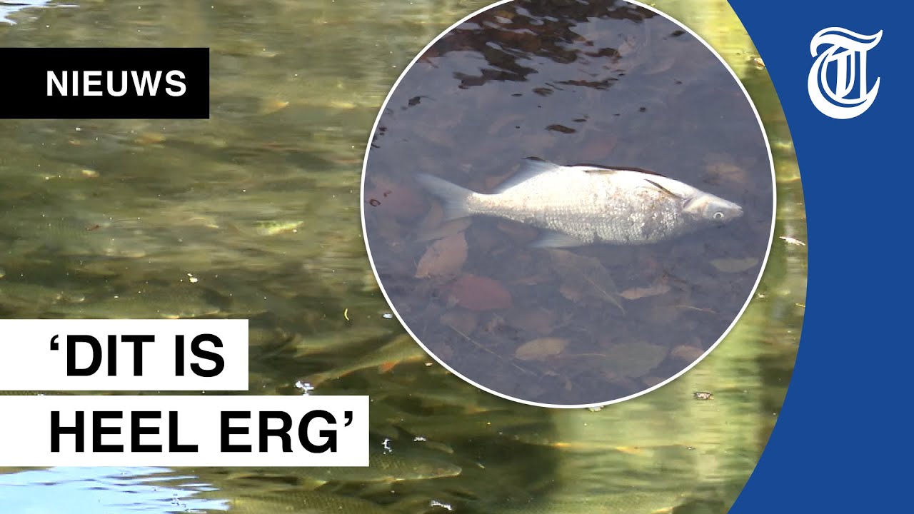 Bizar: tienduizenden vissen vast in gracht Enkhuizen