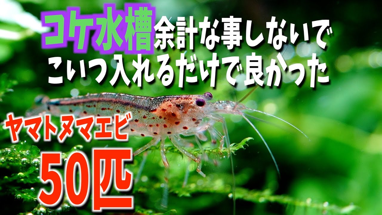 【コケ対策】水草水槽大量のコケ、アオミドロにヤマトヌマエビ入れたらたった○日間で殲滅した#aquarium #アオミドロ#コケ対策#ヤマトヌマエビ