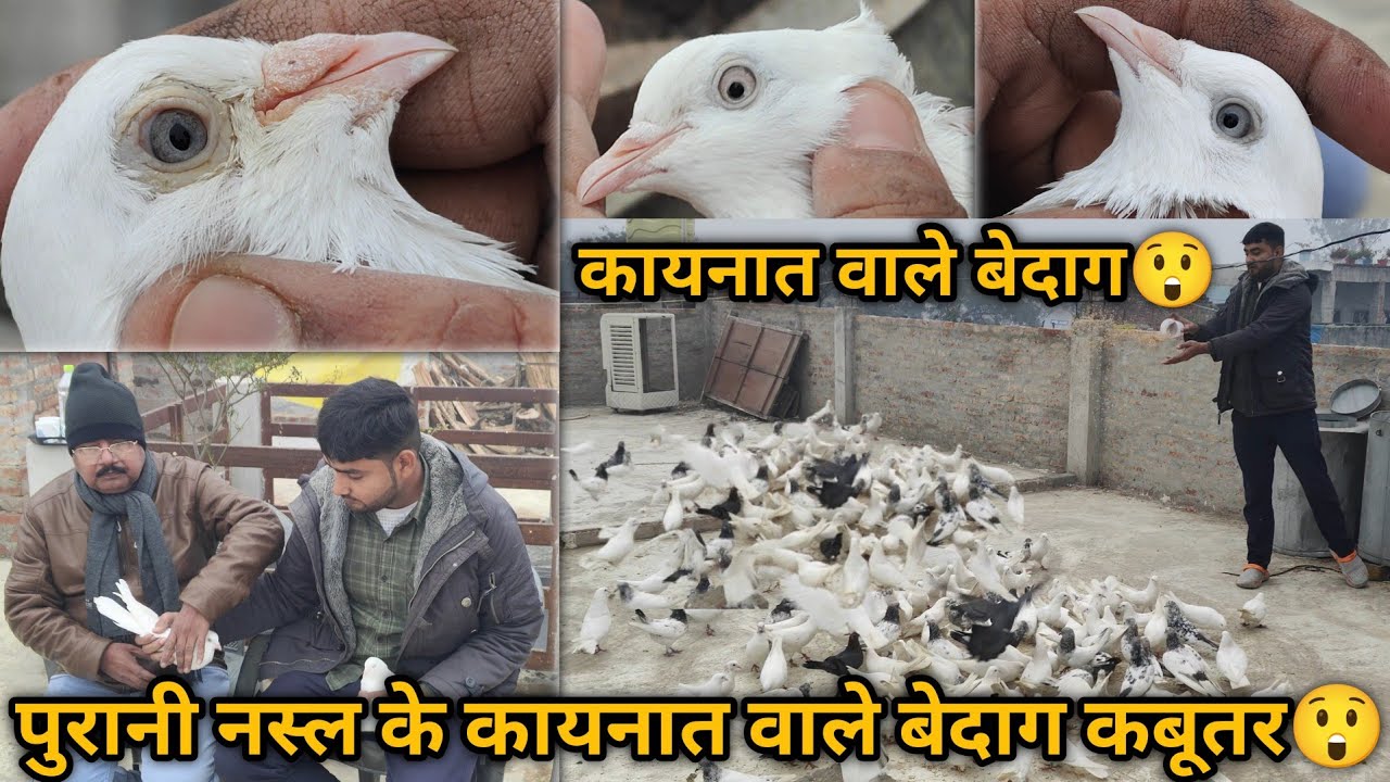 Suleman Bhai Ke Kainat wale Bedaag Kabutar😲| Puraani Nasal ke Bedaag kabutar🫡