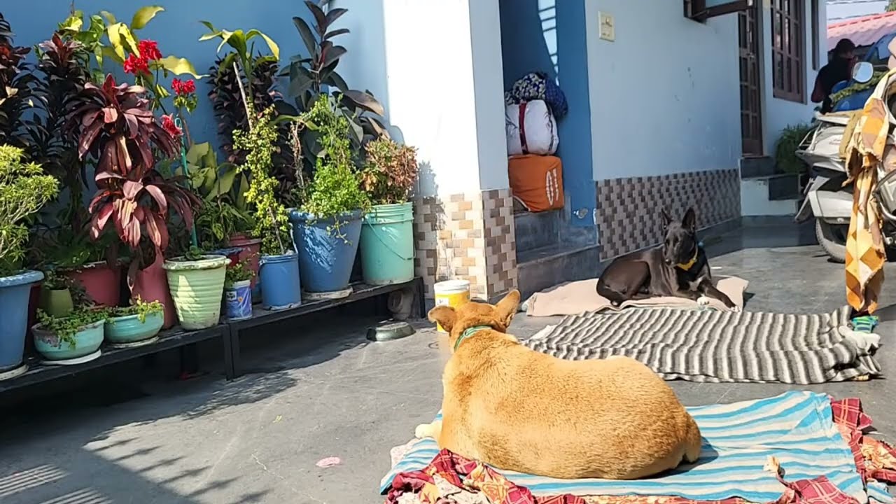 Kamla Adhikari is live