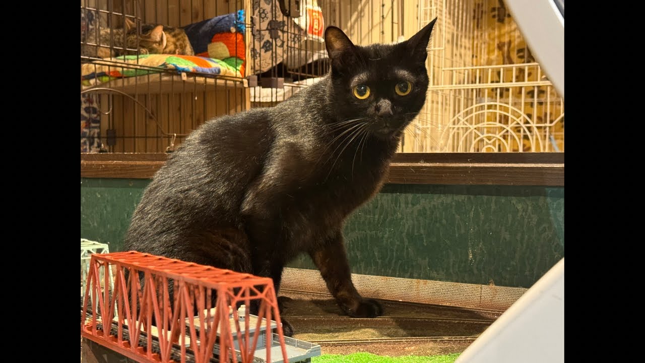 日曜日の生配信！サムネイル画像は『キキ』