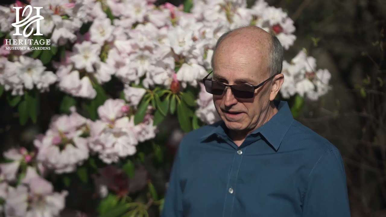 Rhododendron Care & Planting Tips
