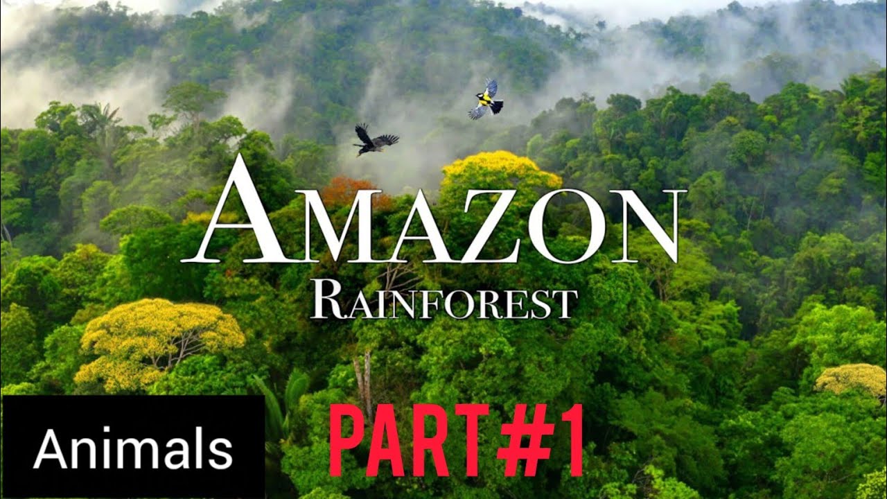 Amazon  The World&rsquo;s Largest Tropical Rainforest Part #1| Jungle Sounds | Scenic  and animals