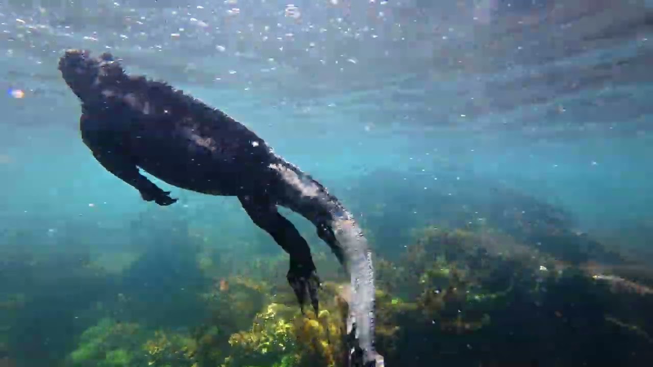 Snorkeling Galapagos first time with a lazy sea lion, tons of turtles and marine iguanas