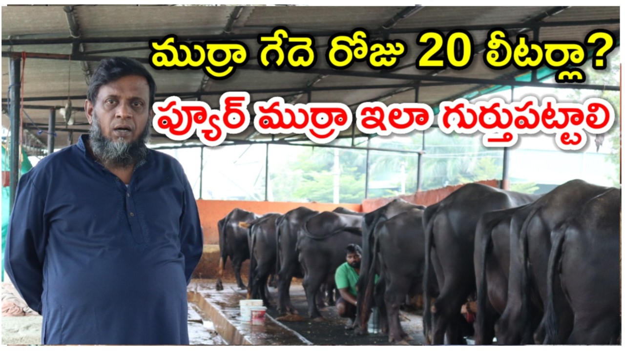 ముర్రా 20 లీటర్లా? mazhar dairy farm  telugu @MalleshAdla