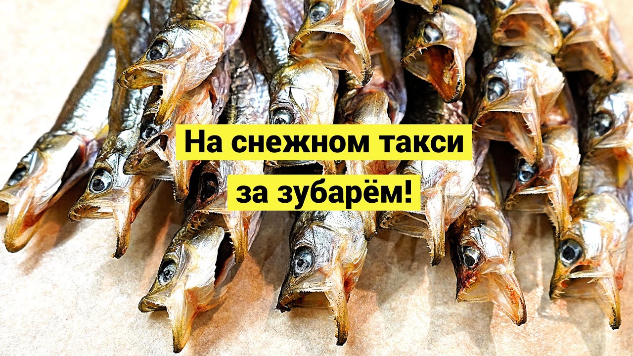 На снежном такси за зубарём! // Субтитры