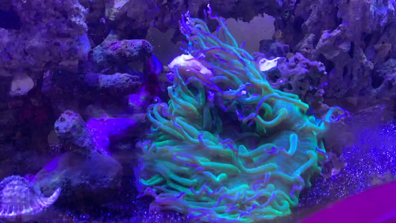 Anemone eating time lapse