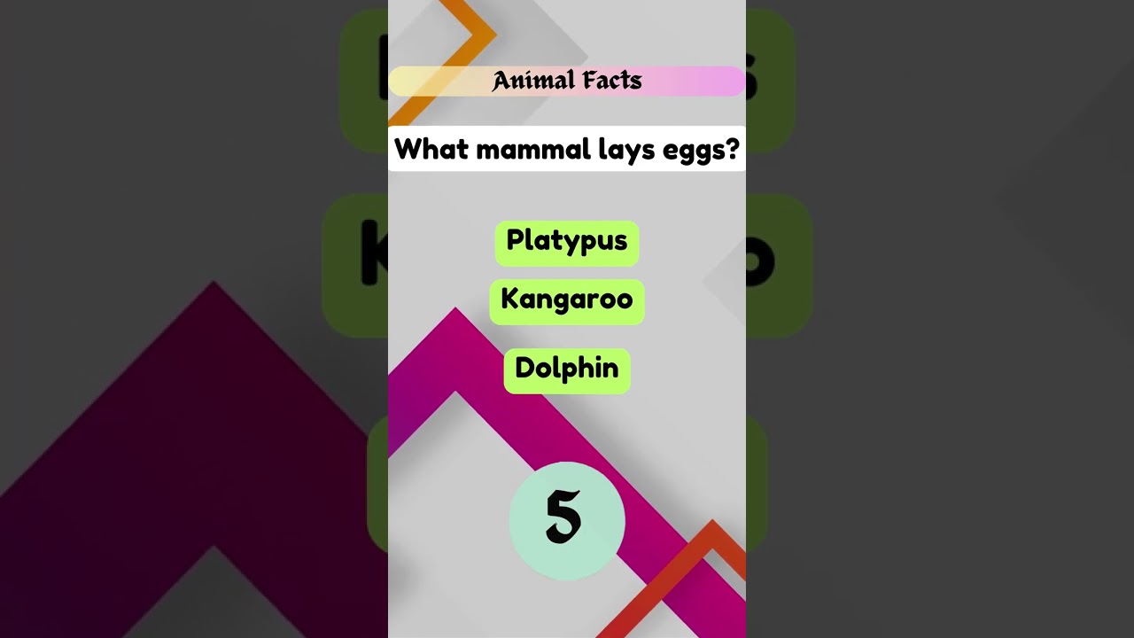 Test your knowledge with our fun and fast-paced Trivia Challenge series!