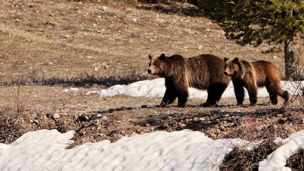 Famous Grizzly #399 & Cub Spirit 2024