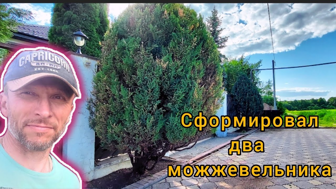 Формирующая обрезка  двух отличных можжевельников.