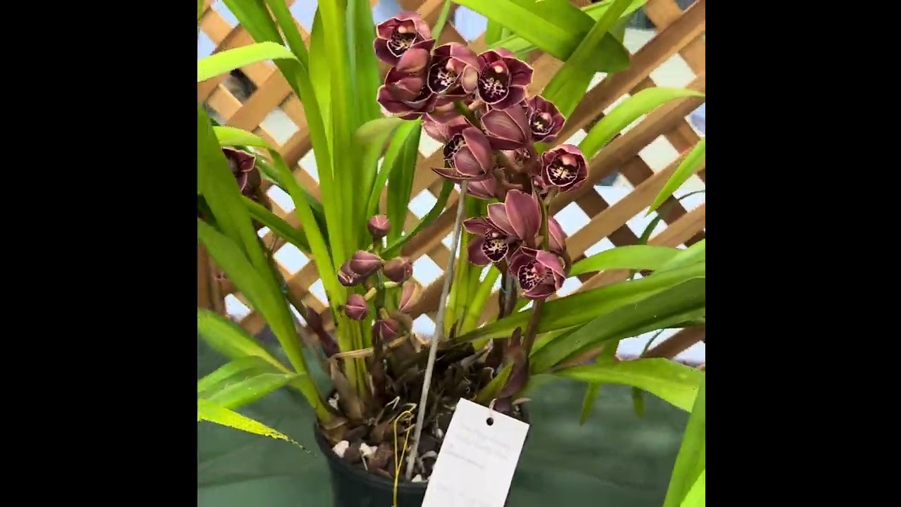 Welcome to Spring!!!  😁😁😁#nature #plants #orchidflower #orchidplant #garden 