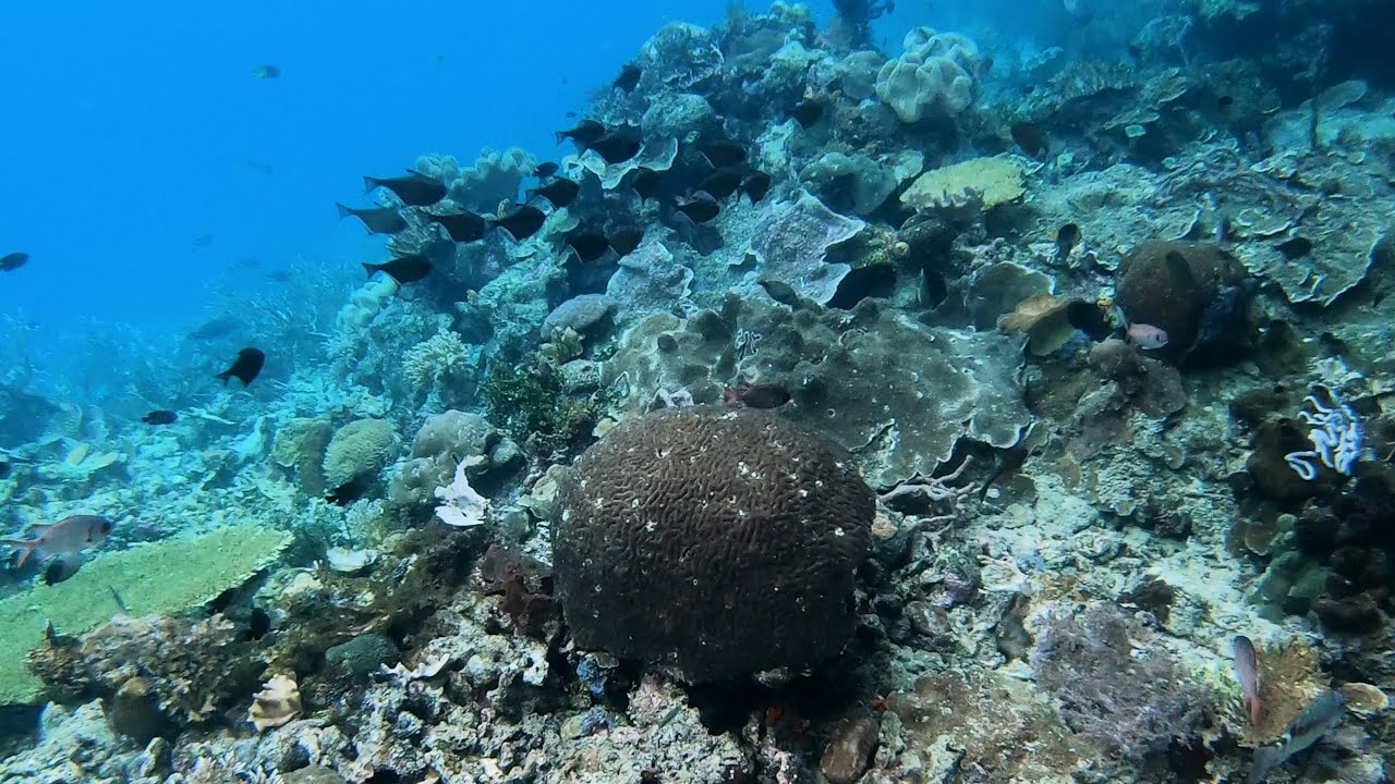 Indonesia - RAJA AMPAT snorkeling Friwen wall PART 1