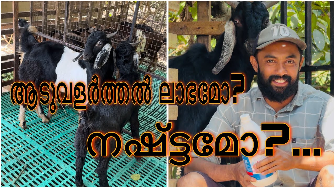 ഈ പ്രായത്തിലുള്ള മുട്ടൻ ആടുകൾക്കാണ് ഡിമാൻഡ് കൂടുതൽ 🐐