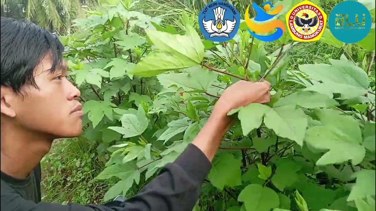 Praktikum Teknologi Pertanian Organik – Edible Flower – Mario Arya Rahman Saputra