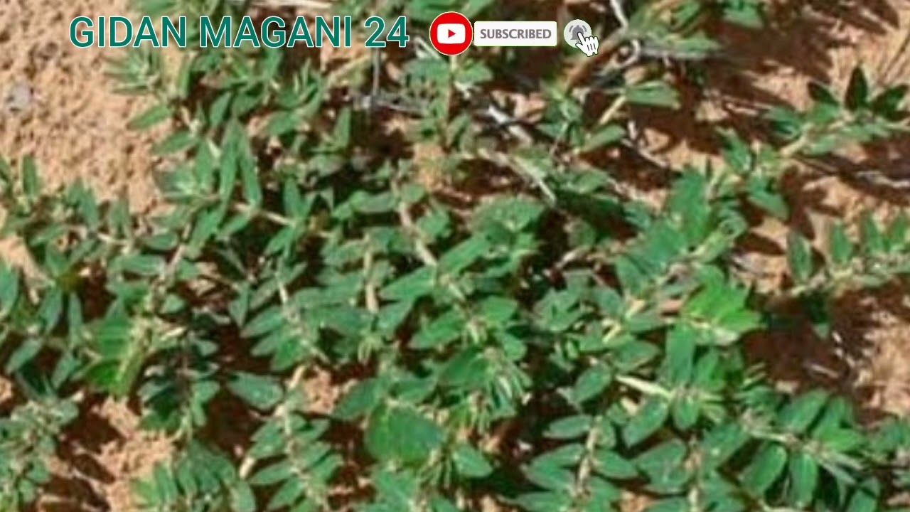 gawani babbn sirri Mai mutukar amfani