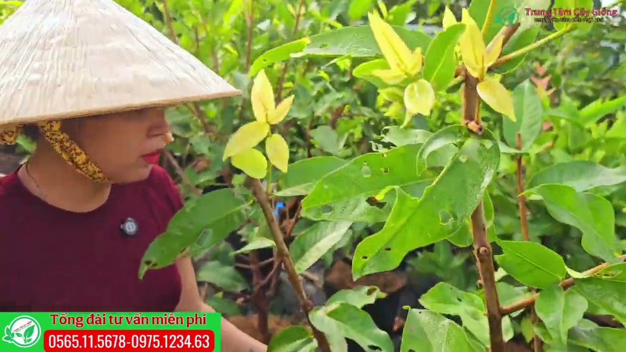 Mận hồng mst nuôi bầu lỡ trái to giòn ngọt nhanh trái kinh tế cao
