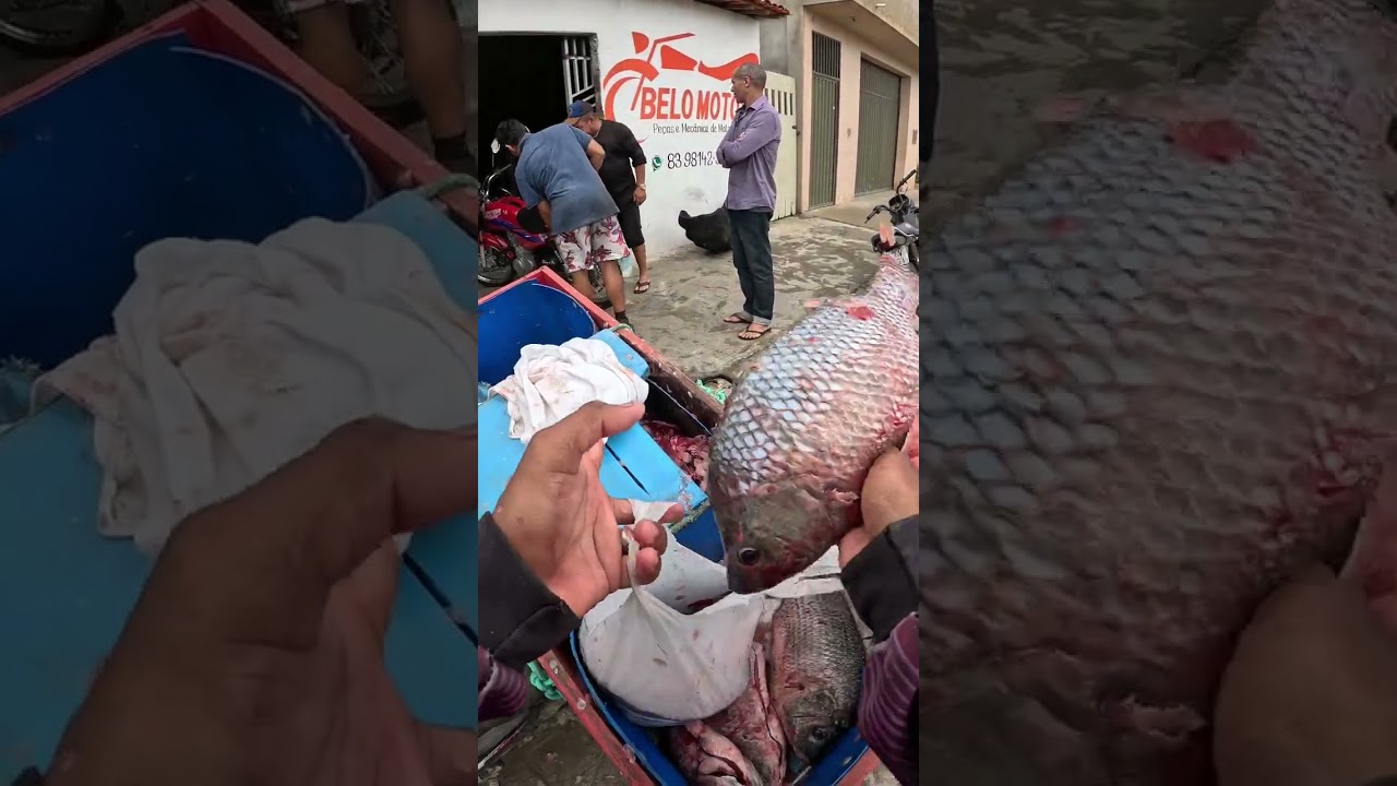 Ela comprou muito peixe 😱