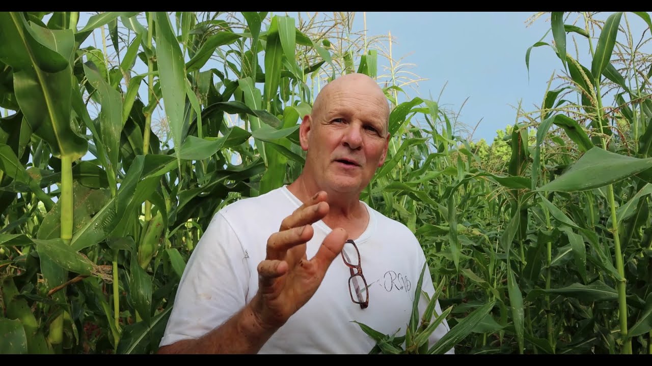 How To Harvest Corn & Spraying Corn | Keep Those Bugs Away