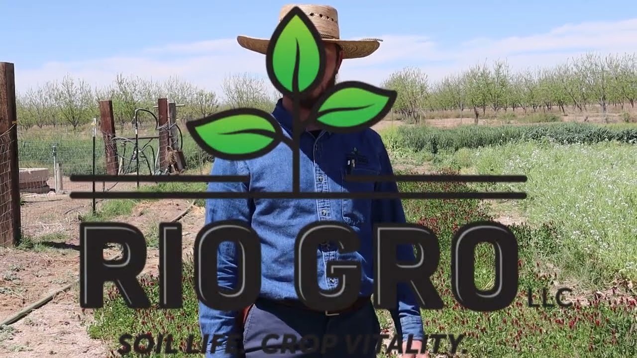 2024 Winter Cover Crop Yellow Blossom Sweet Clover