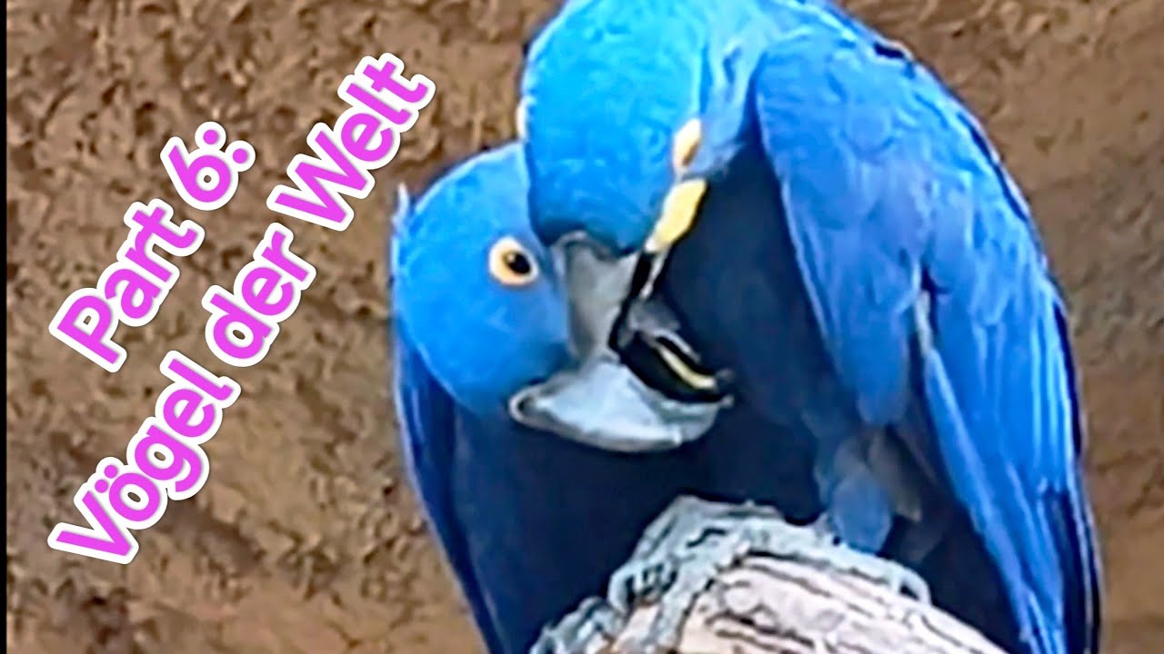  🇩🇪 Vögel der Welt 🦜 | Berlin Zoo Bird Walk – Part 6