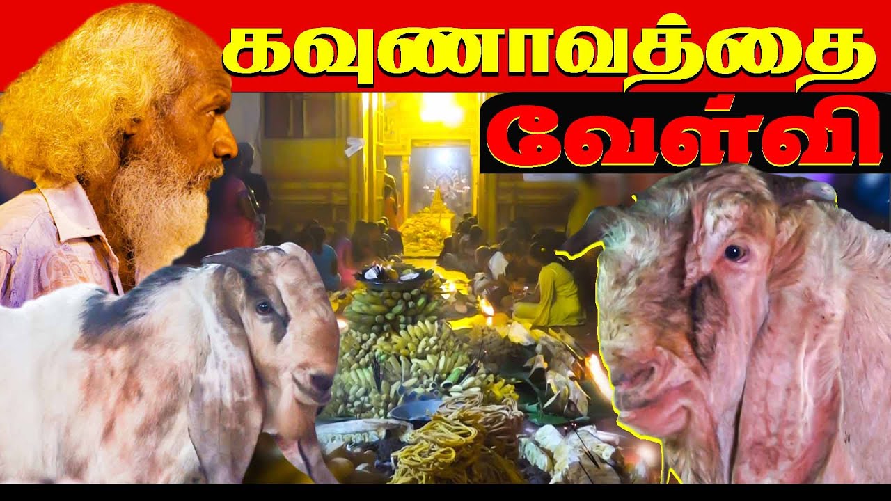 கவுணாவத்தை வேள்வி | Jaffna Velvi | Jaffna Velvi History | Kavunavaththai