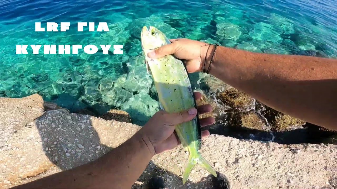 LRF ΓΙΑ ΚΥΝΗΓΟΥΣ ! LRF mahi mahi #fishingingreece #psarema #lrf #mahimahi