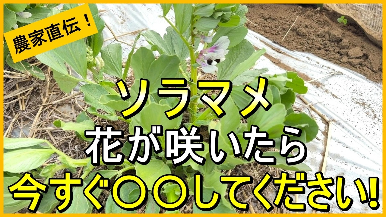 【そら豆栽培】収穫に差がつく！脇芽かきや追肥などのお世話について解説【有機農家直伝！無農薬で育てる家庭菜園】　26/3/17