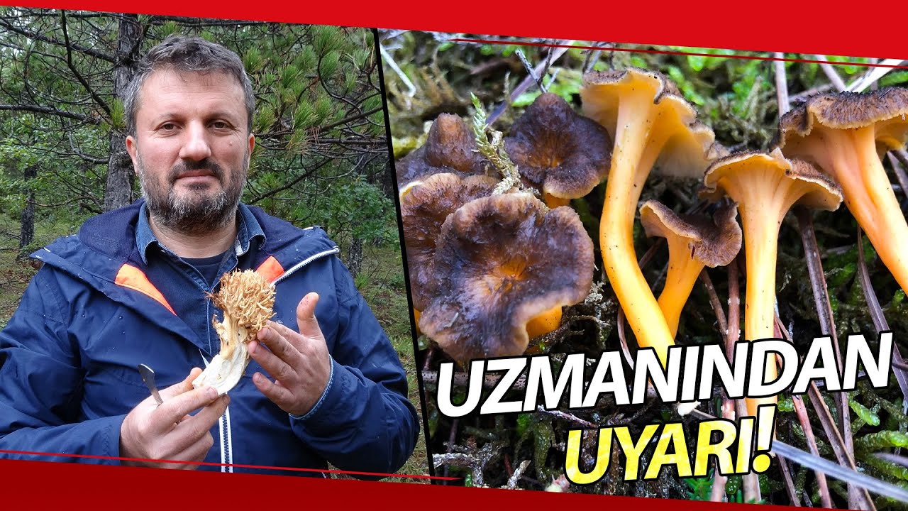 Yanlış Bilgiler Mantar Zehirlenmesine Sebep Oluyor