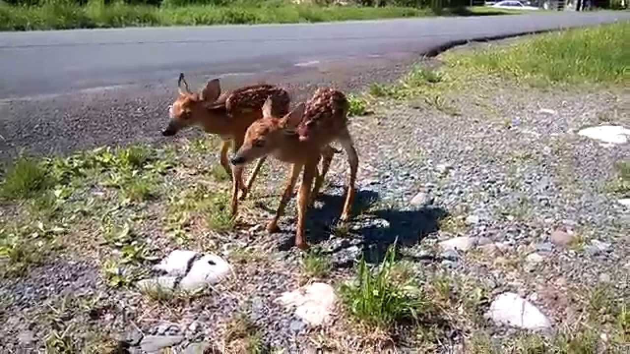 Two Baby Fawns