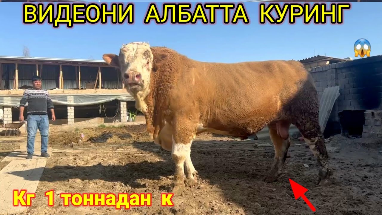 ФИЛДАЙ  келади УЗИЯМ курмагандим БУНАКАСИНИ😳☎️+998883305050