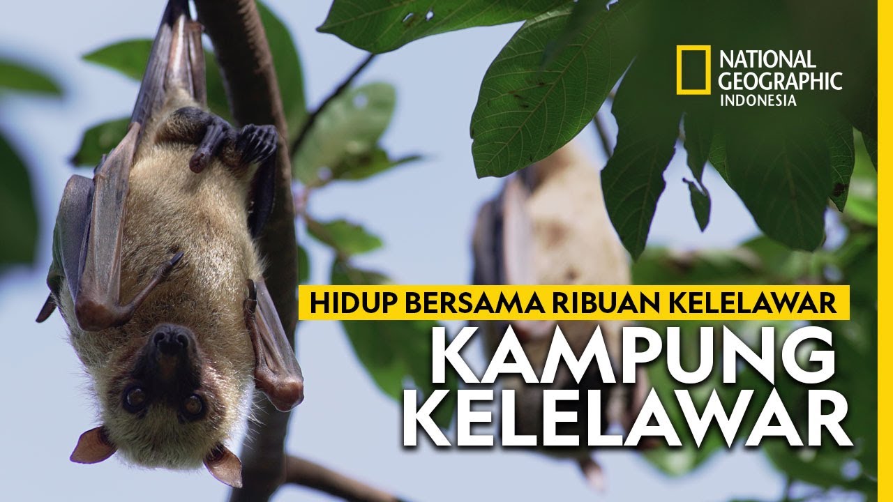 Membongkar Rahasia Warga Desa Janetaesa Hidup Rukun Bersama Ribuan Kelelawar