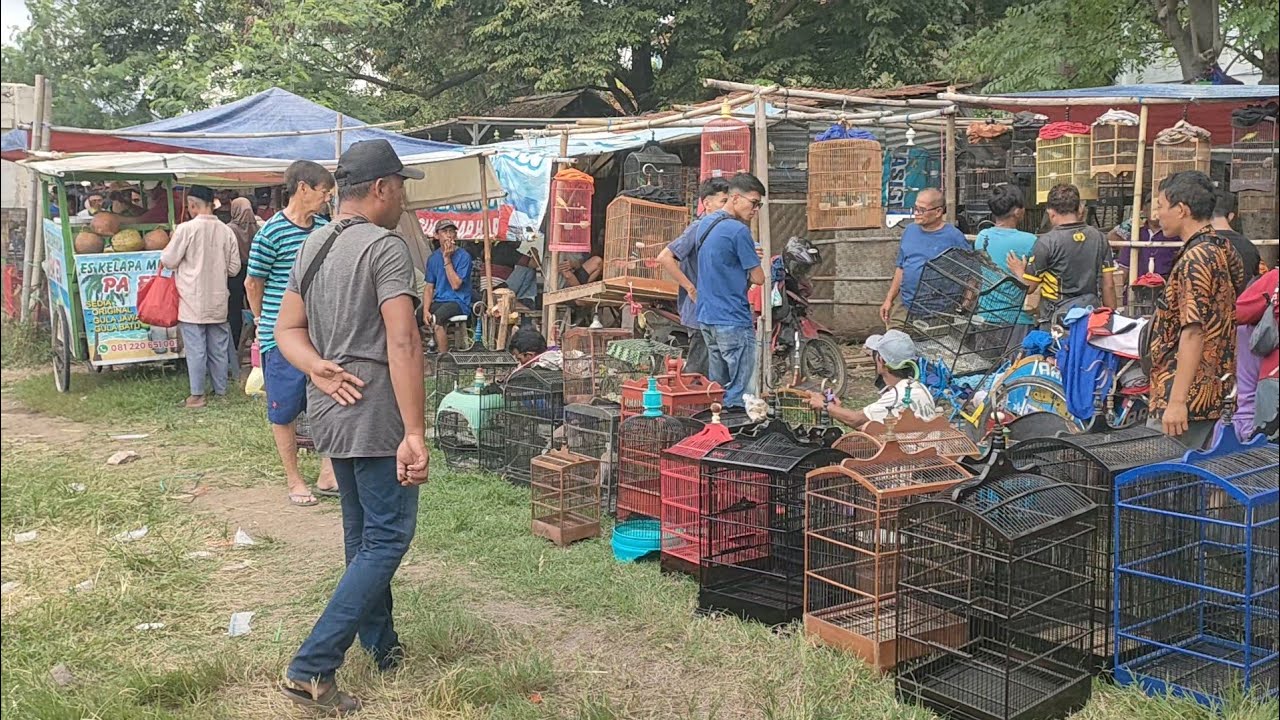 BURUNG UDAH RAJIN VUR DI JUAL MURAH BANGET