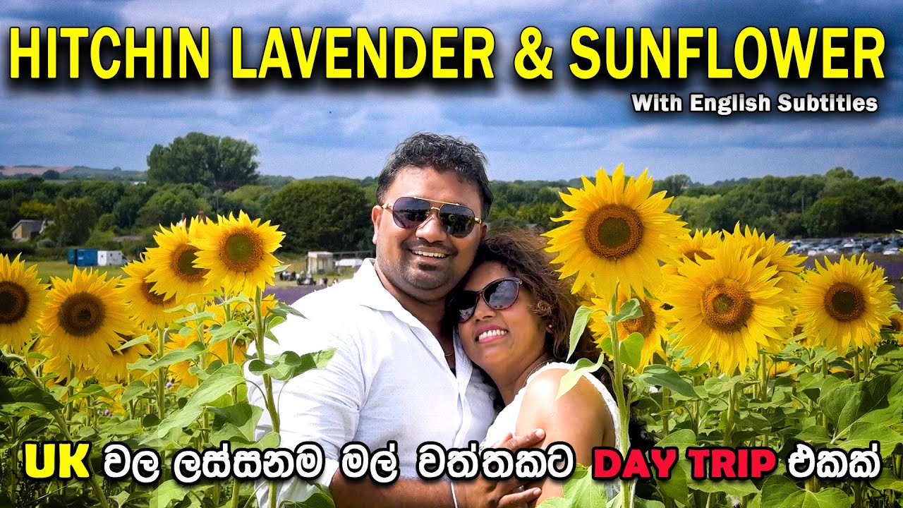 Hitchin Lavender & Sunflower Farm (Eng Sub) | UK Day Trip | Vlog 108  #lavenderfarm  #sunflowerfarm