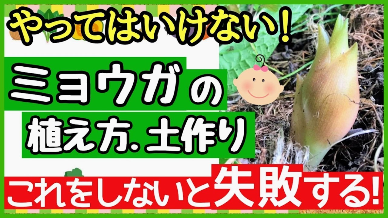 【2月・3月ミョウガ】日陰の方が良く育つ最強の育て方！たくさん収穫する植え方と土づくり ～初心者・プランター家庭菜園～