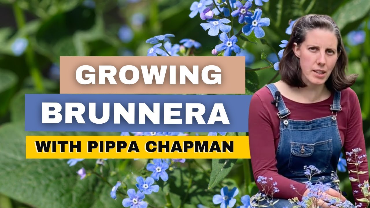 Brunnera Plant Care With Pippa Chapman