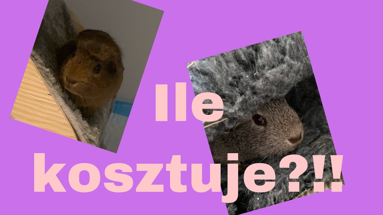 💸ILE KOSZTUJE ŚWINKA MORSKA?!💸