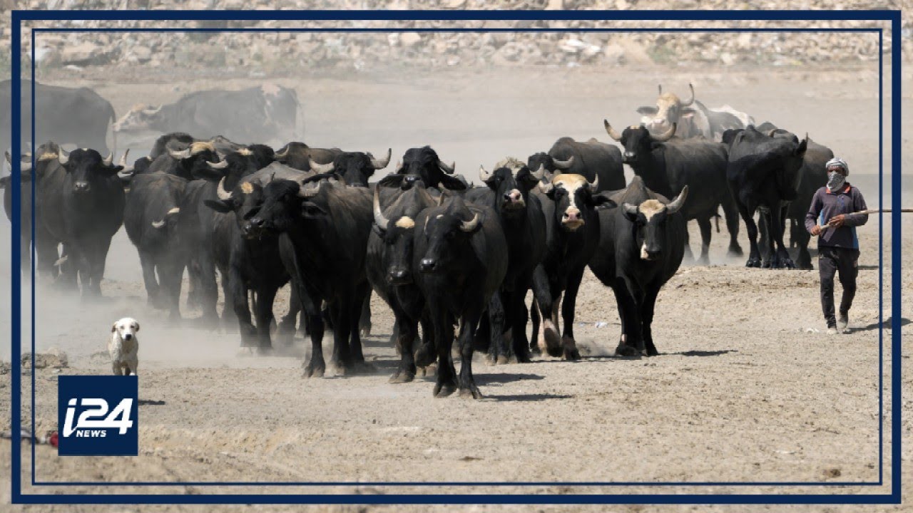 Iraqi Buffalo herds sold off amid costly fodder
