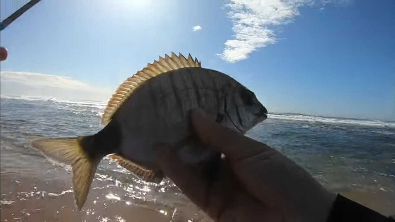 Blacktails at Bluff Durban