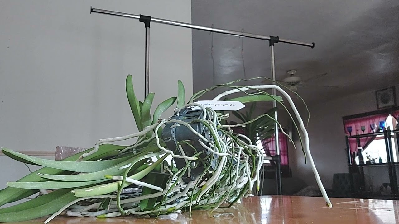 vandaman vandas, unboxing