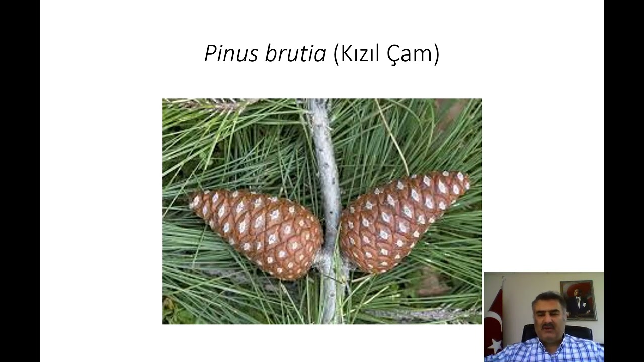 Türkiye'nin Flora ve Faunası_8