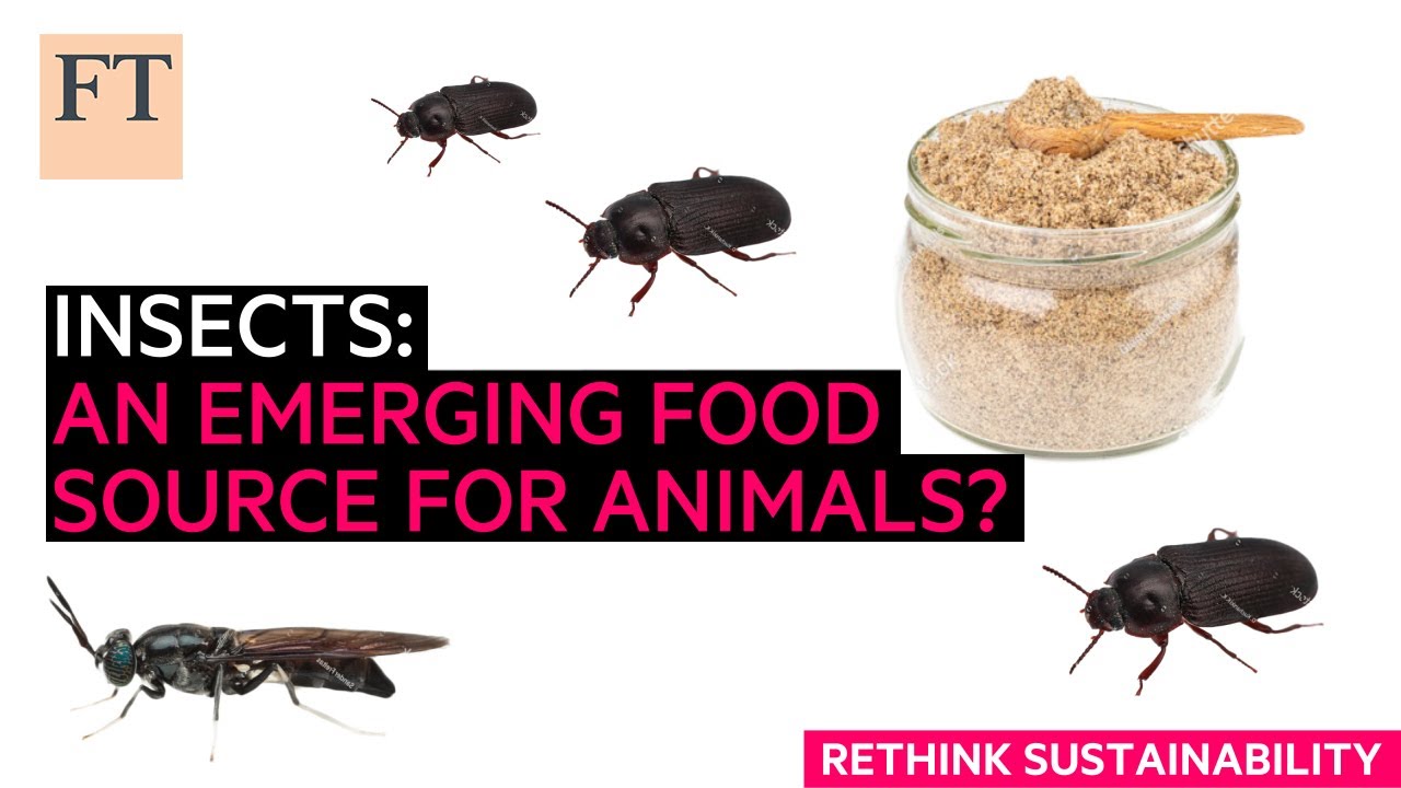 Insects: an emerging protein source for animal feed | Rethink Sustainability