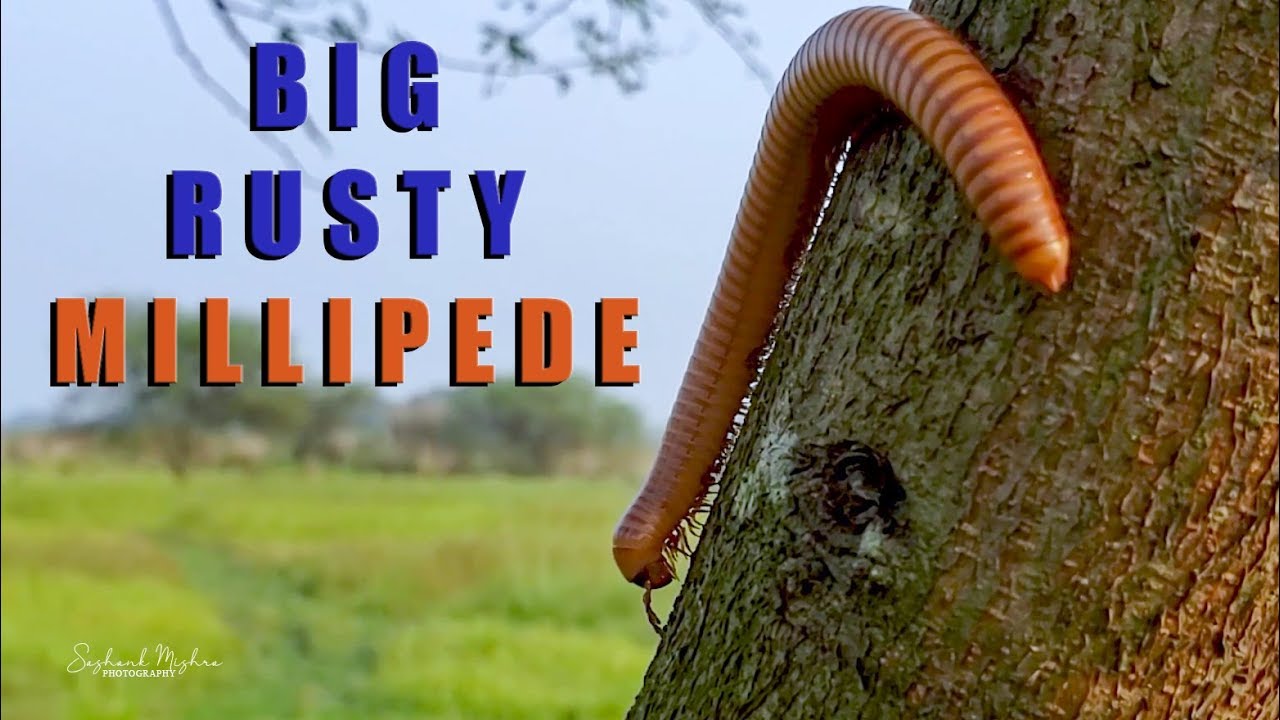 Giant Rusty Millipede - What a Beauty !