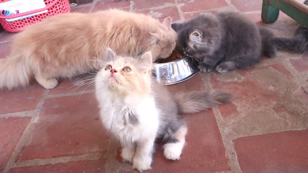 funny cat's videos-spotlight Tamil
